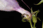 Longsepal beardtongue